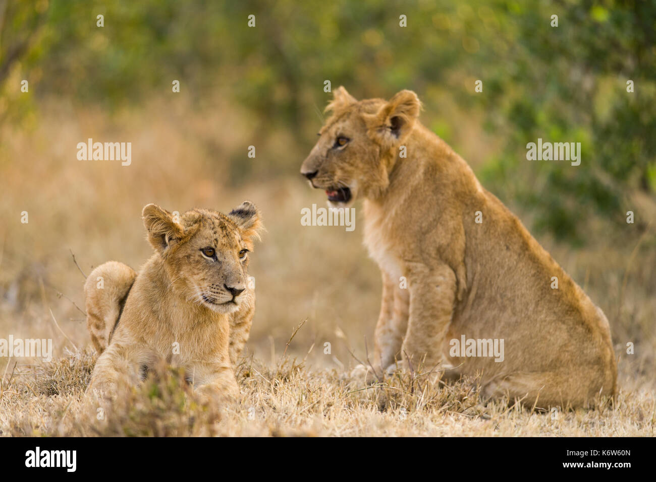 Lions of maasai mara hi-res stock photography and images - Alamy