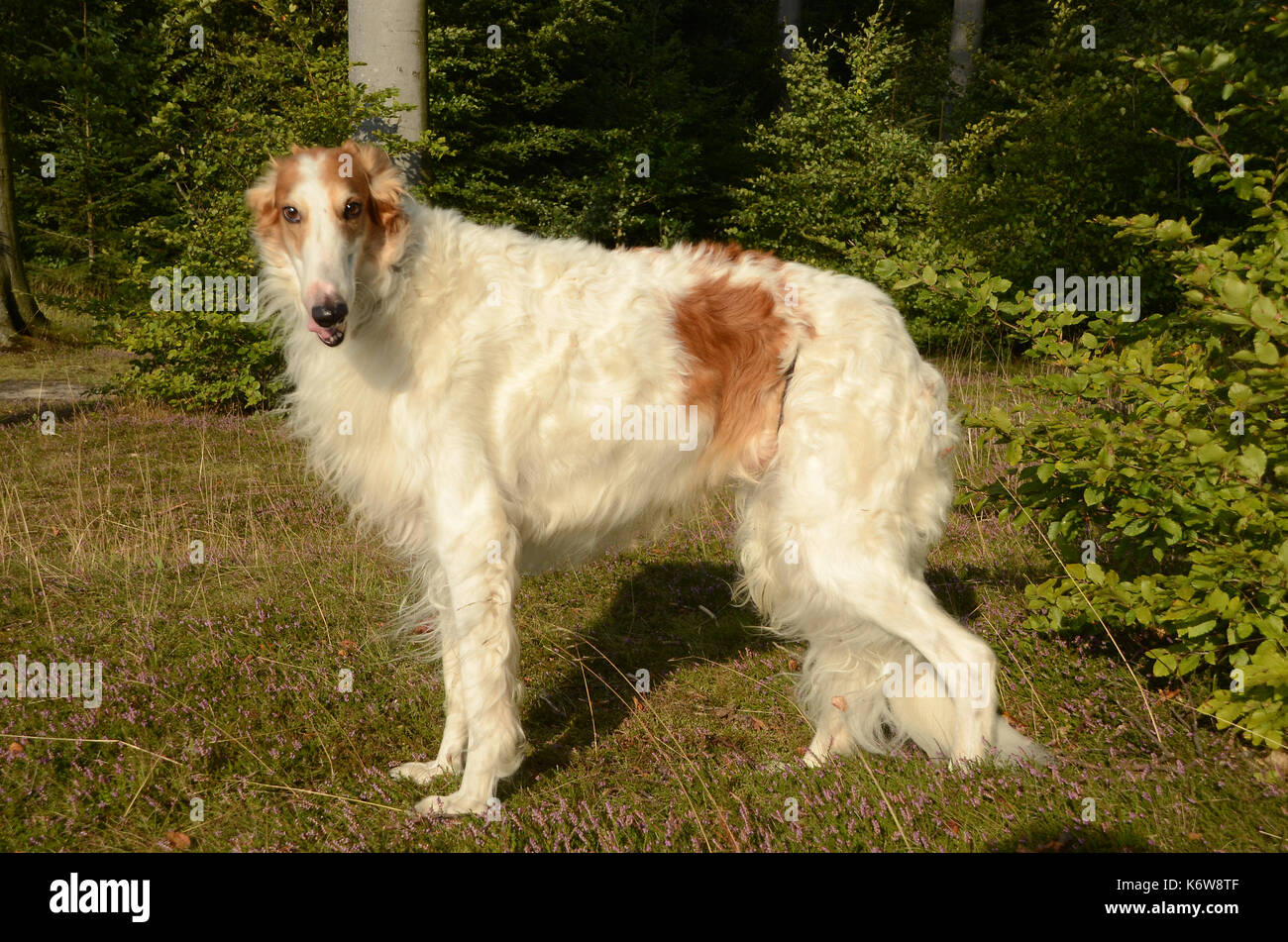Borzoi dog seen in a forest, on a layer of heather in bloom. Stock Photo