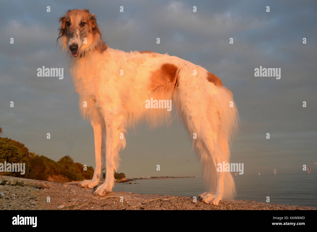Borzoi dog standing at a beach. Stock Photo