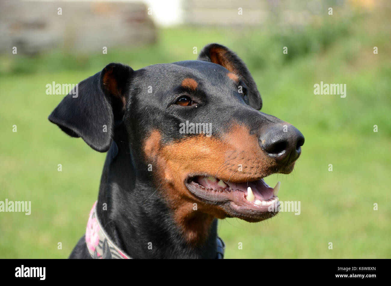Dobermann face portrait with natural ears. Stock Photo