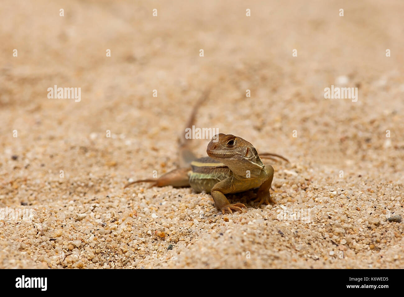 Common butterfly lizard (Leiolepis belliana), in sand, Hong Ong Island, Vietnam Stock Photo