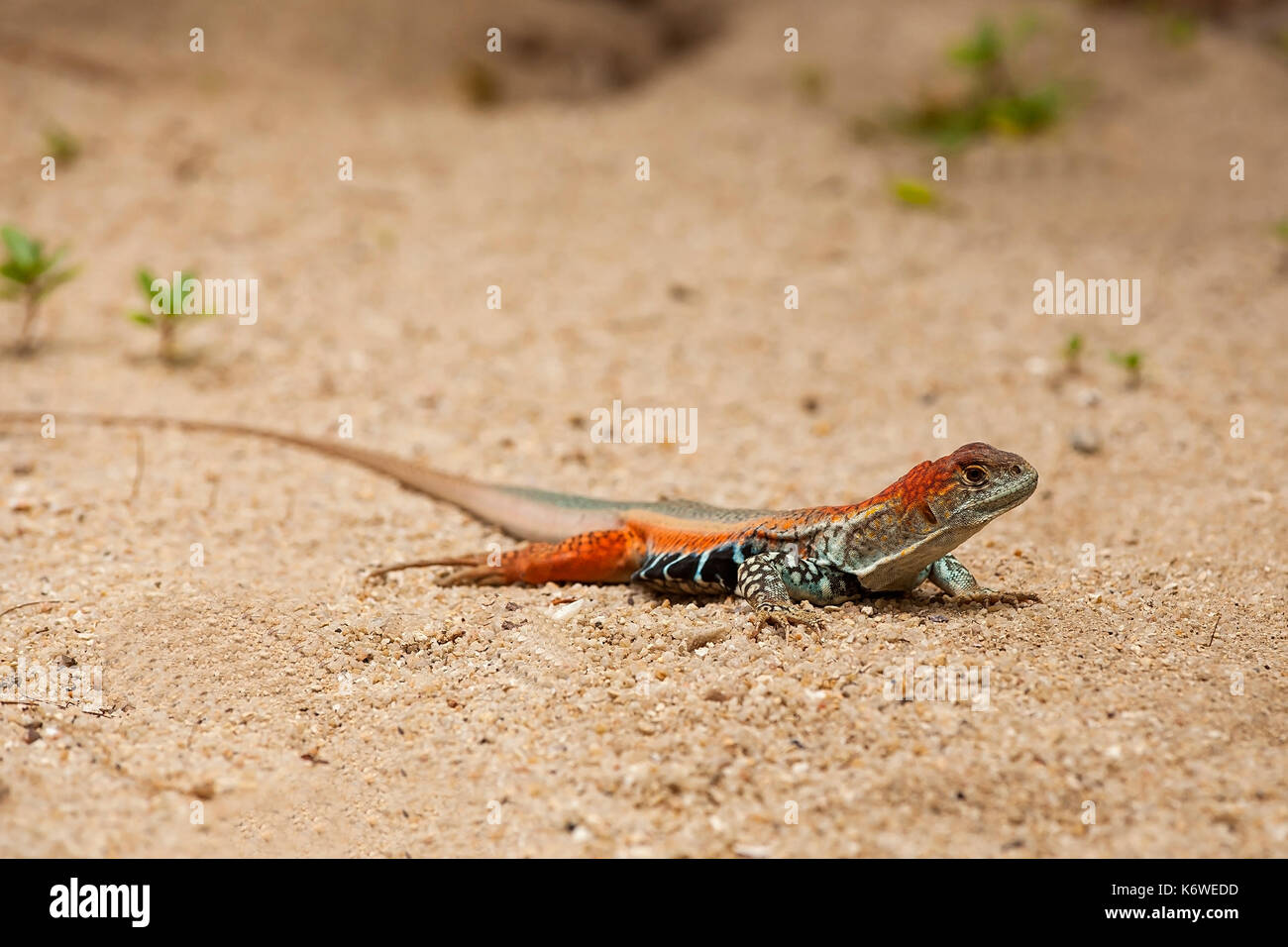 Common butterfly lizard (Leiolepis belliana), in sand, Hong Ong Island, Vietnam Stock Photo