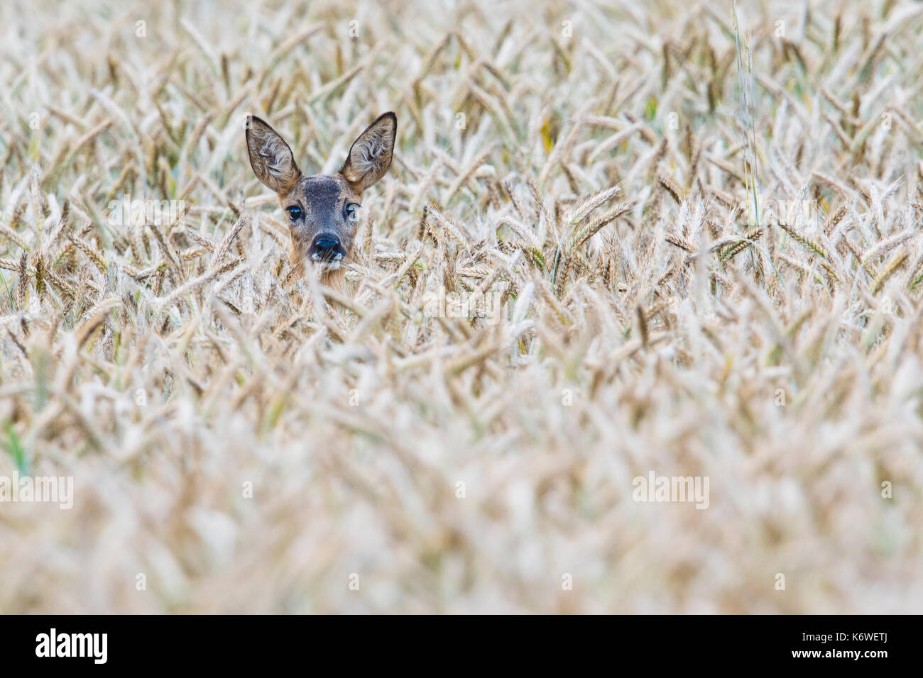 European roe deer (Capreolus capreolus) in corn field, Emsland, Lower Saxony, Germany Stock Photo