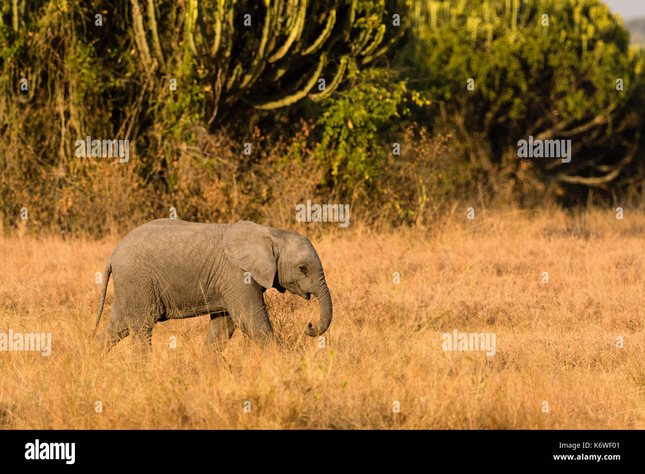 Young African elephant (Loxodonta Africana), Queen Elisabeth National Park, Africa Stock Photo