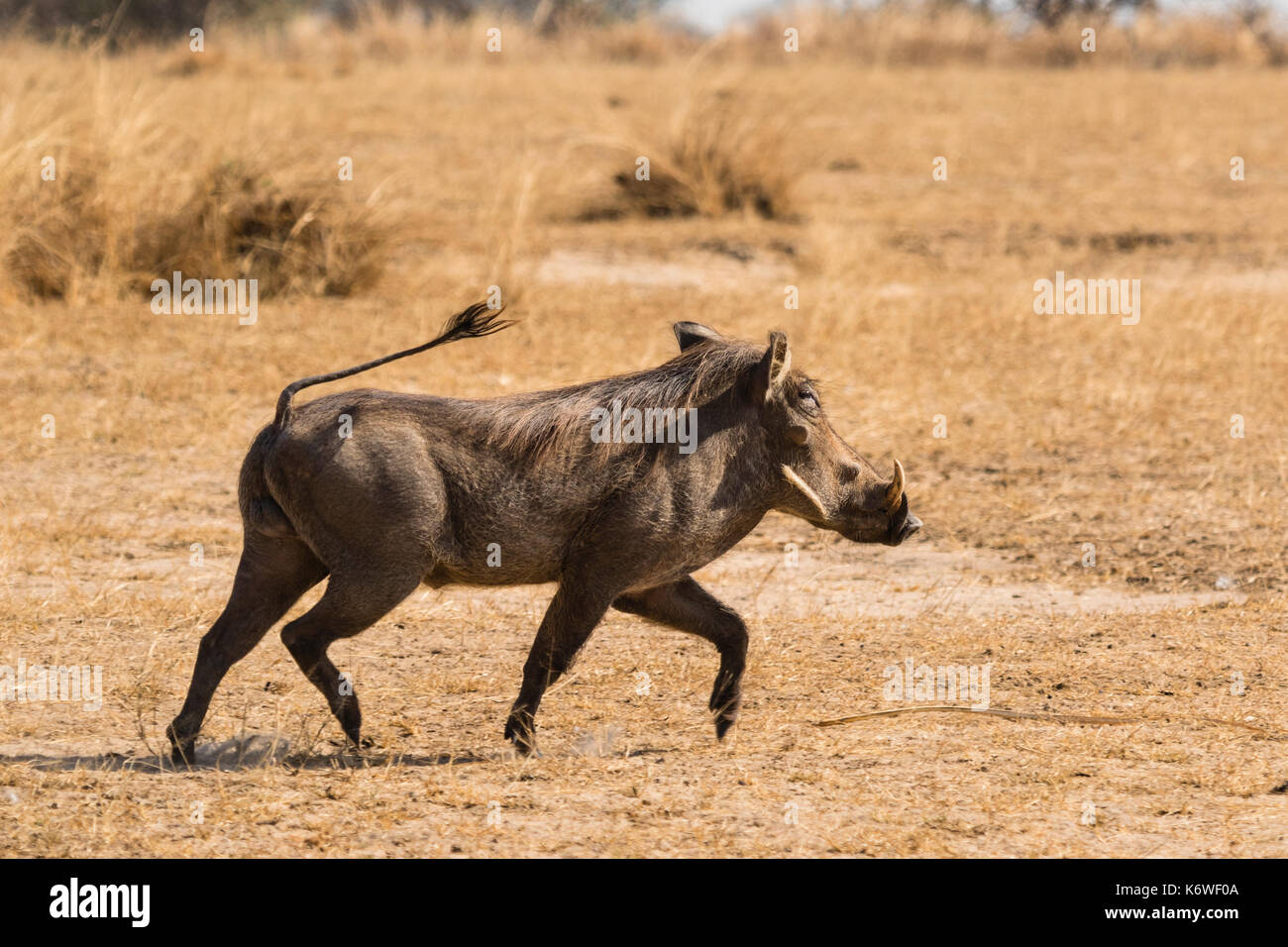 Warthog (Phacochoerus Africanus) in dry grassland, Murchison Falls National Park, Uganda Stock Photo