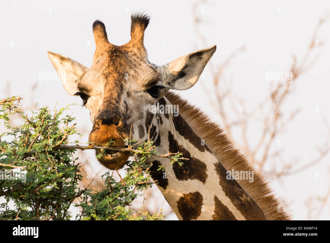 Rothschild giraffe (Giraffa Camelopardalis Rothschildi), eating, animal portrait, Murchison Falls National Park, Uganda Stock Photo