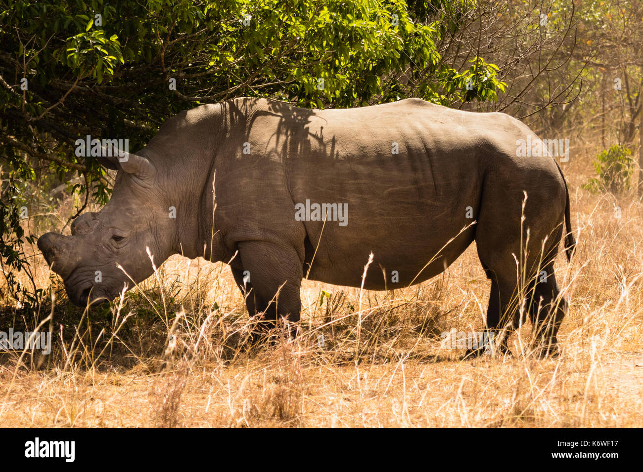 Northern white rhinoceros (Ceratotherium Simum Cottoni), standing in the shadow of a bush, Ziwa Rhino Sanctuary, Uganda Stock Photo