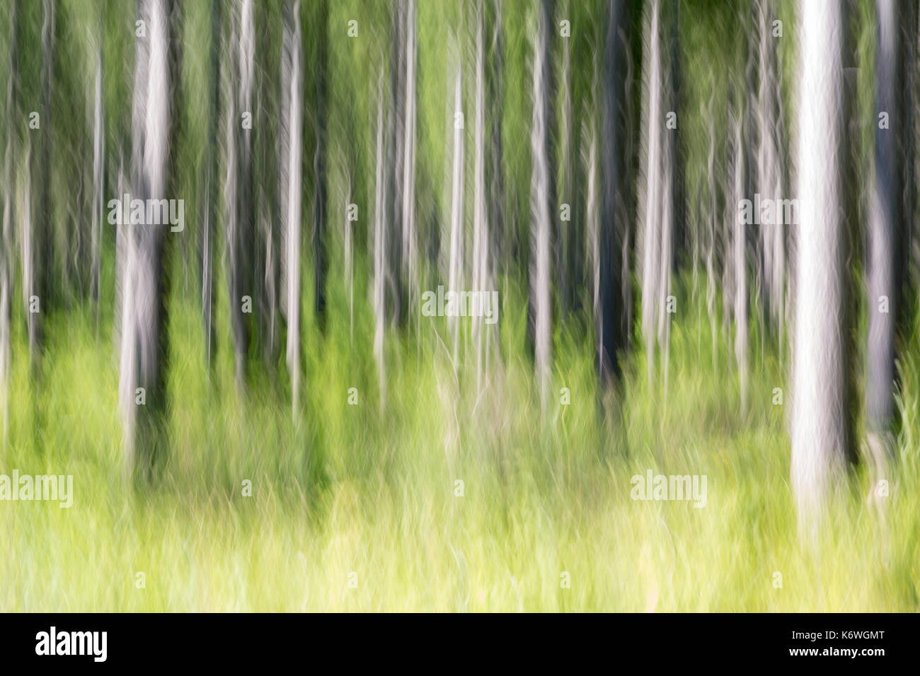 Forest, trees, blurred, Bavaria, Germany Stock Photo