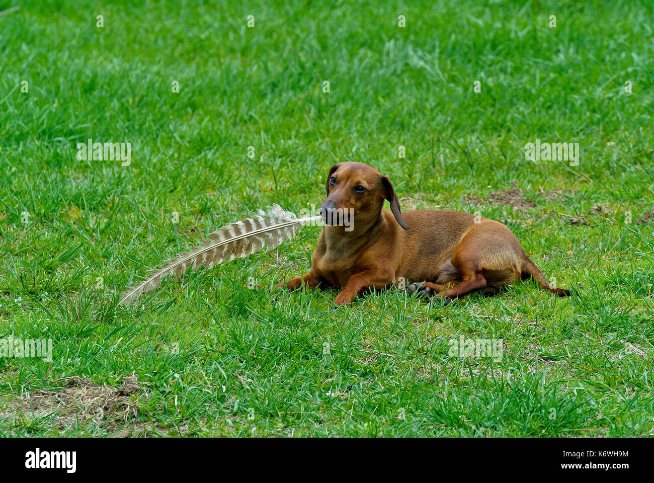 DACHSHUND PLAYING WITH BIRD FEATHER Stock Photo