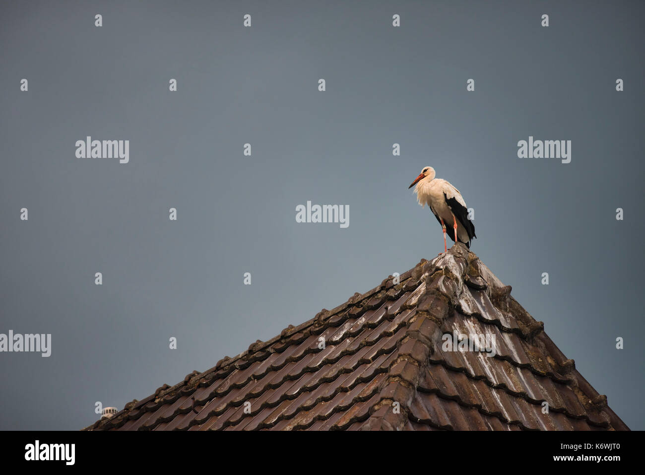 White stork (Ciconia ciconia), on rooftop, thunderstorm atmosphere, Bad Saulgau, Baden-Württemberg, Germany Stock Photo