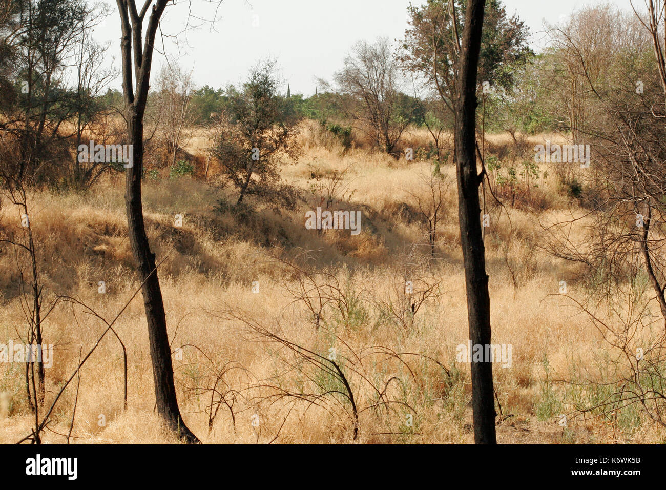 REGROWTH AFTER WILDFIRE AROUND AMERICAN RIVER BIKE TRAIL, SACREMENTO COUNTY CALIFORNIA Stock Photo