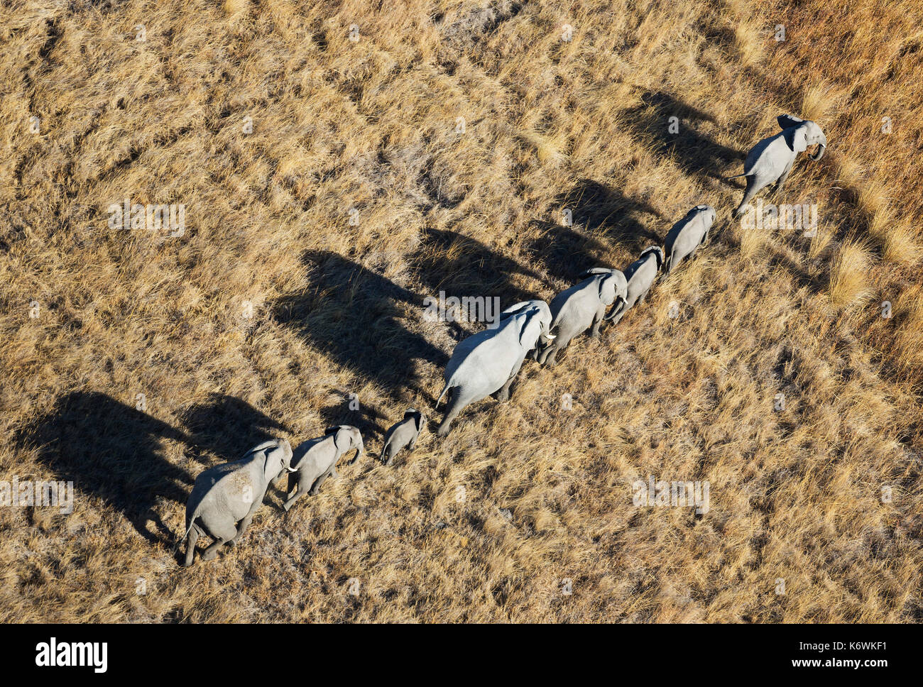 African Elephant (Loxodonta africana), breeding herd, roaming, aerial view, Okavango Delta, Moremi Game Reserve, Botswana Stock Photo
