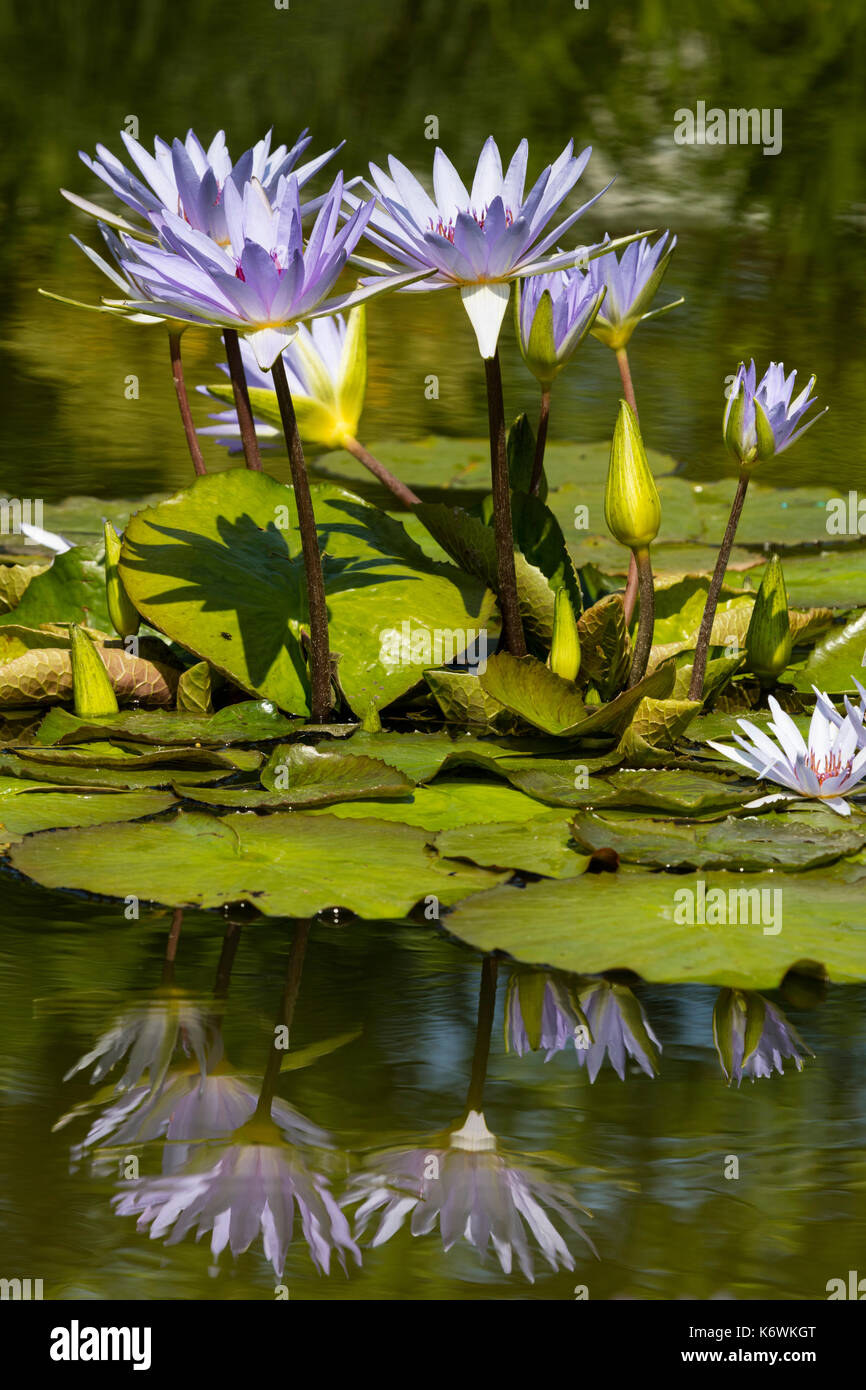 Blue Water Lilies High Resolution Stock Photography and Images - Alamy