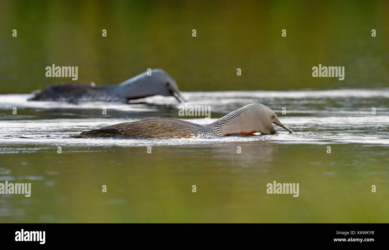 Red-throated diverpair (Gavia stellata), aggression, defense of the territory, Sweden Stock Photo