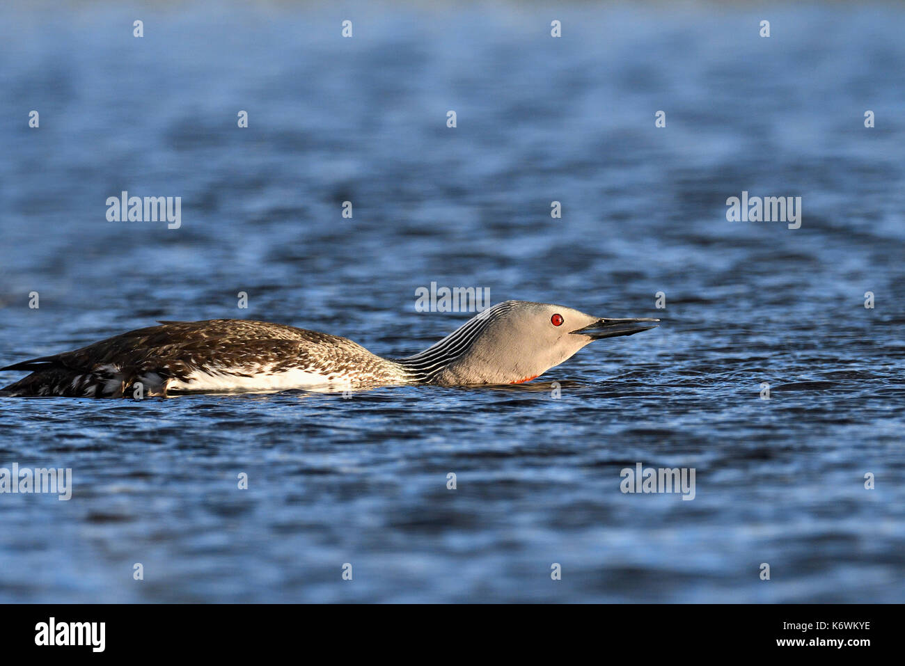 Red-throated diverpair (Gavia stellata), aggression, defense of the territory, Sweden Stock Photo