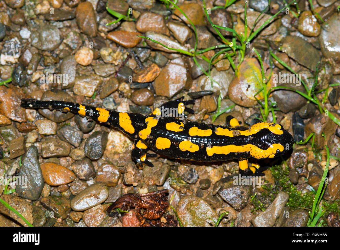 Fire salamander (Salamandra salamandra) runs over moist stony soil, Harz, Saxony-Anhalt, Germany Stock Photo