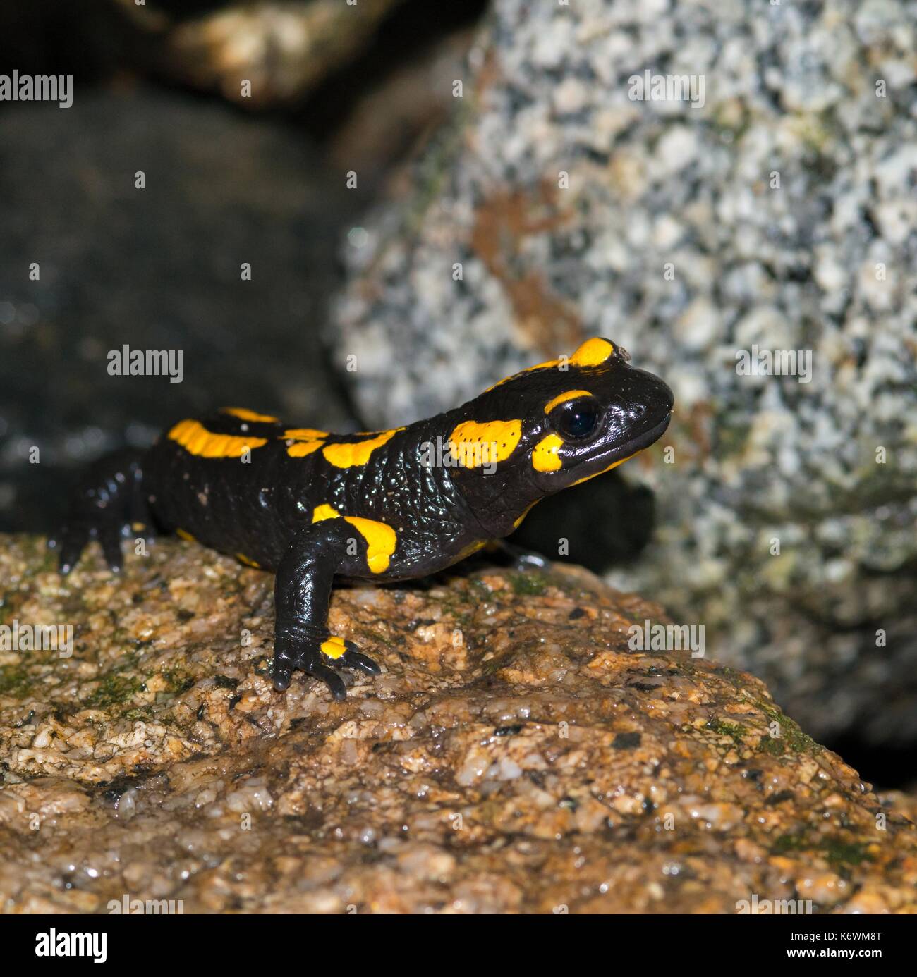 Fire salamander (Salamandra salamandra) sits on a wet stone, Harz, Saxony-Anhalt, Germany Stock Photo