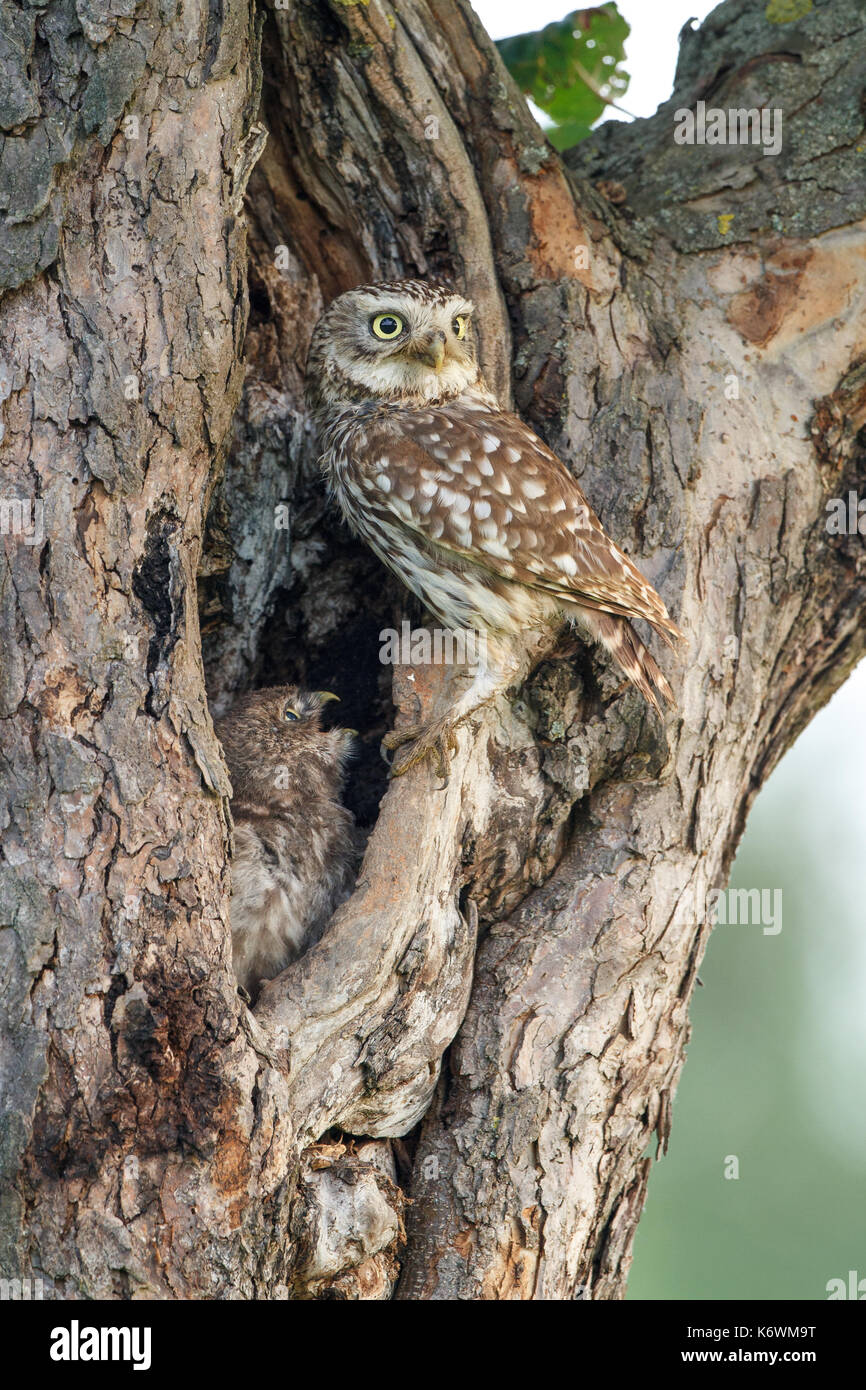 Little owl (Athene noctua), old bird with young animal, at nesting cave, Hesse, Germany Stock Photo