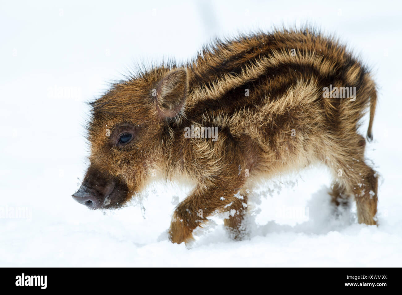 Wild boar (Sus scrofa), piglet in the snow, winter, Germany, captive Stock Photo