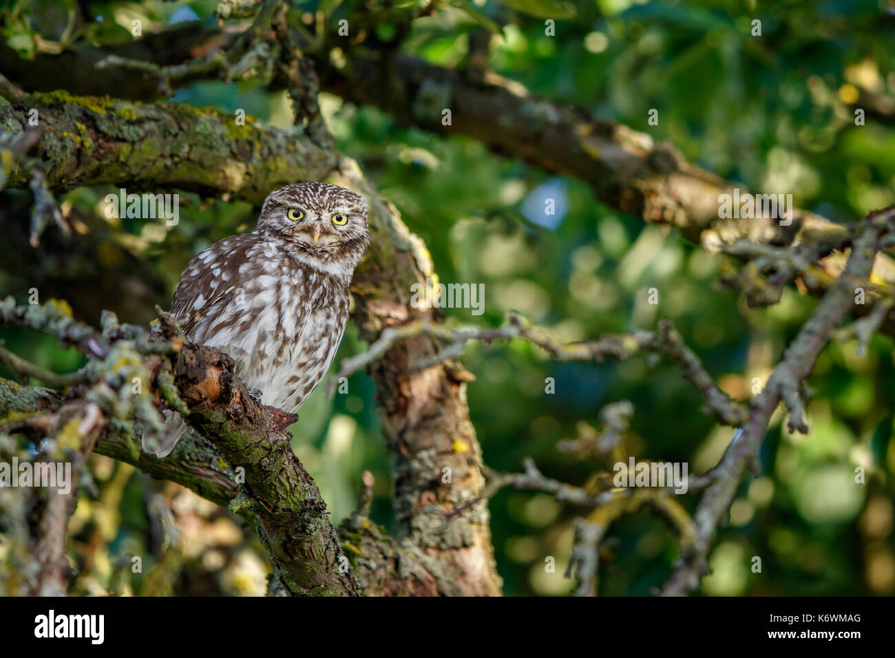 Little owl (Athene noctua), sitting attentively in apple tree, Hesse, Germany Stock Photo