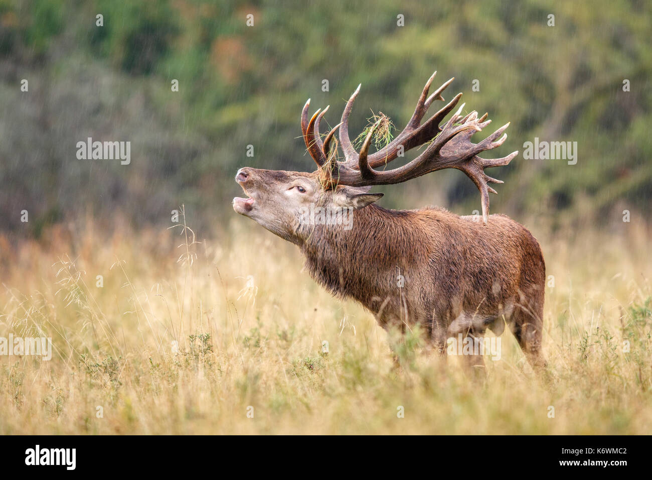 Red deer (Cervus elaphus), belling in the rain, Denmark Stock Photo
