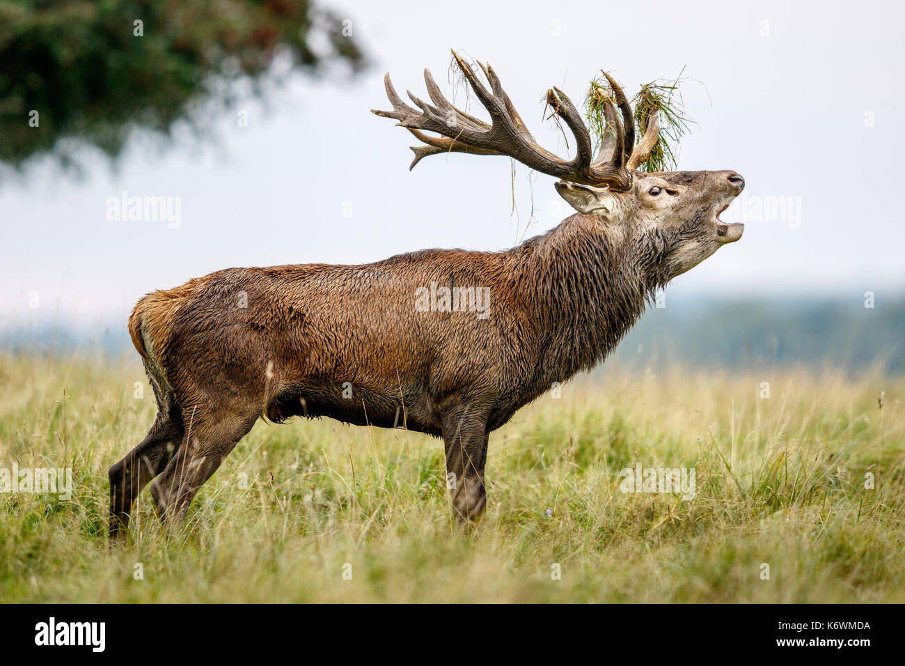 Red deer (Cervus elaphus), belling, Denmark Stock Photo
