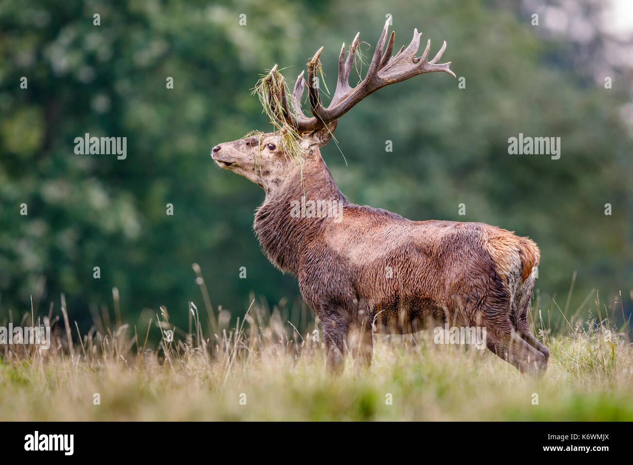Red deer (Cervus elaphus), with grass in antlers, Denmark Stock Photo