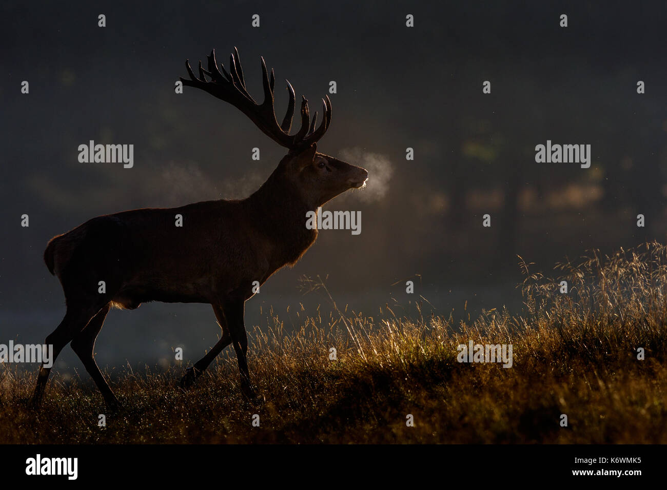 Red deer (Cervus elaphus), backlit, Denmark Stock Photo