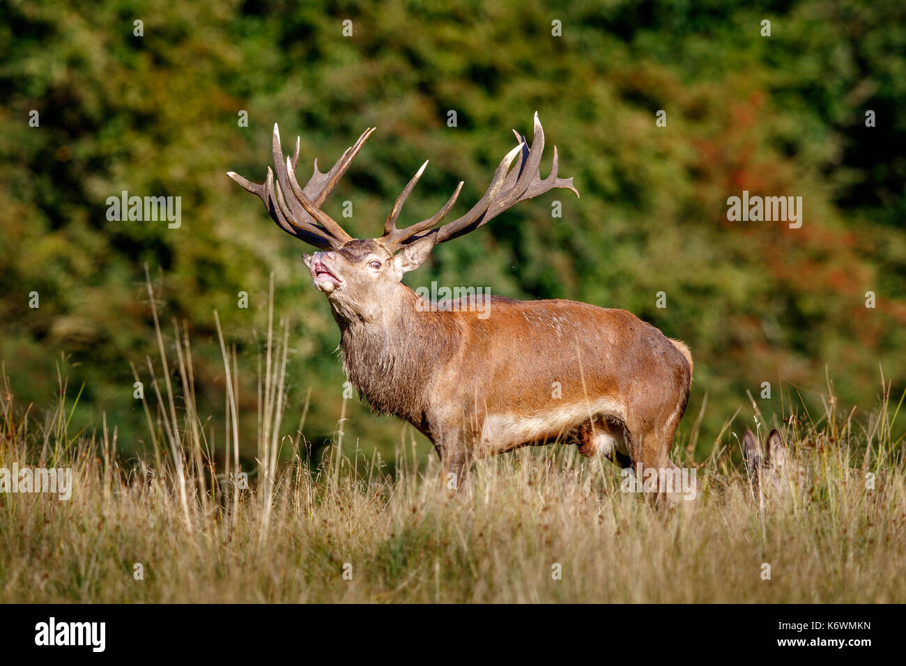 Red deer (Cervus elaphus), flehming, Denmark Stock Photo