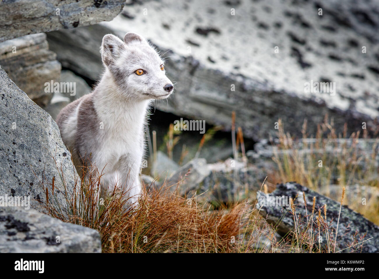 Arctic fox (Vulpes lagopus), amongst rocks, Dovrefjell-Sunndalsfjella National Park, Norway Stock Photo