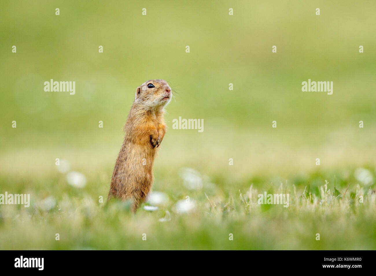 European ground squirrel or souslik (Spermophilus citellus) standing attentively in meadow, Burgenland, Austria Stock Photo