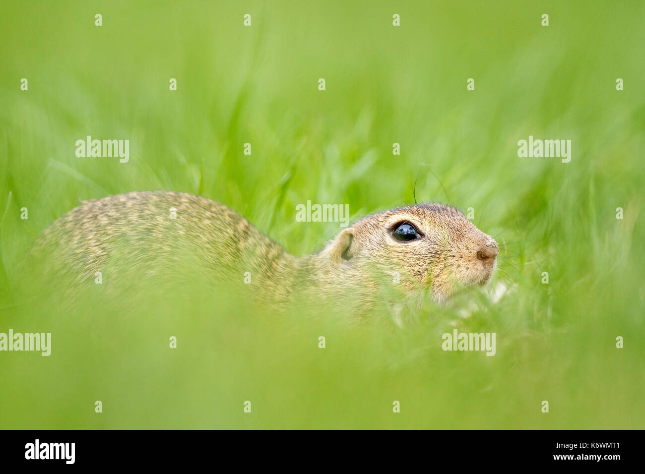 European ground squirrel or souslik (Spermophilus citellus), hidden in meadow, Burgenland, Austria Stock Photo
