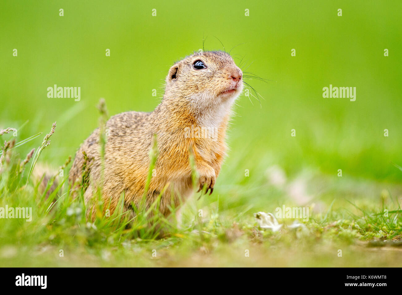 European ground squirrel or souslik (Spermophilus citellus) in meadow, Burgenland, Austria Stock Photo