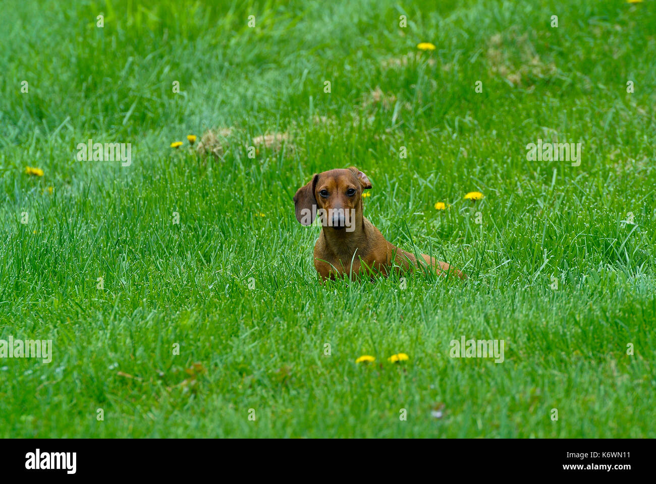 DACHSHUND SITTING IN GREEN GRASS Stock Photo