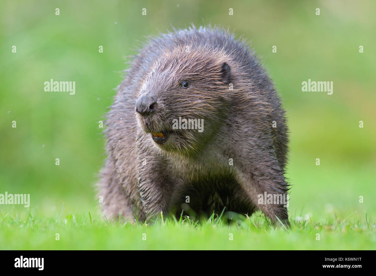 European beaver (Castor fiber) in a meadow, animal portrait, Tyrol, Austria Stock Photo