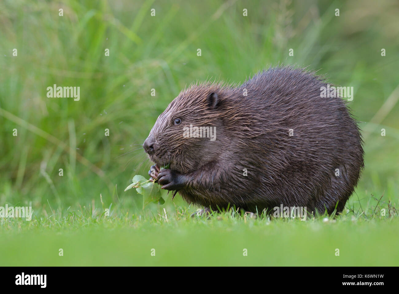 European beaver (Castor fiber) eats leaves of aspen tree, Tyrol, Austria Stock Photo