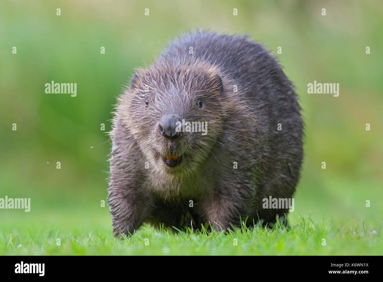 European beaver (Castor fiber) in a meadow, animal portrait, Tyrol, Austria Stock Photo