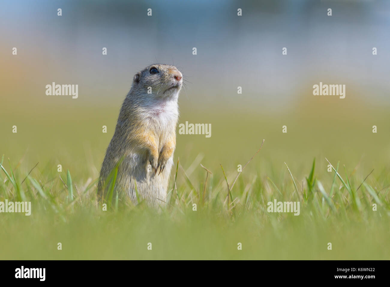 European ground squirrel (Spermophilus citellus), standing in meadow, Vienna area, Austria Stock Photo