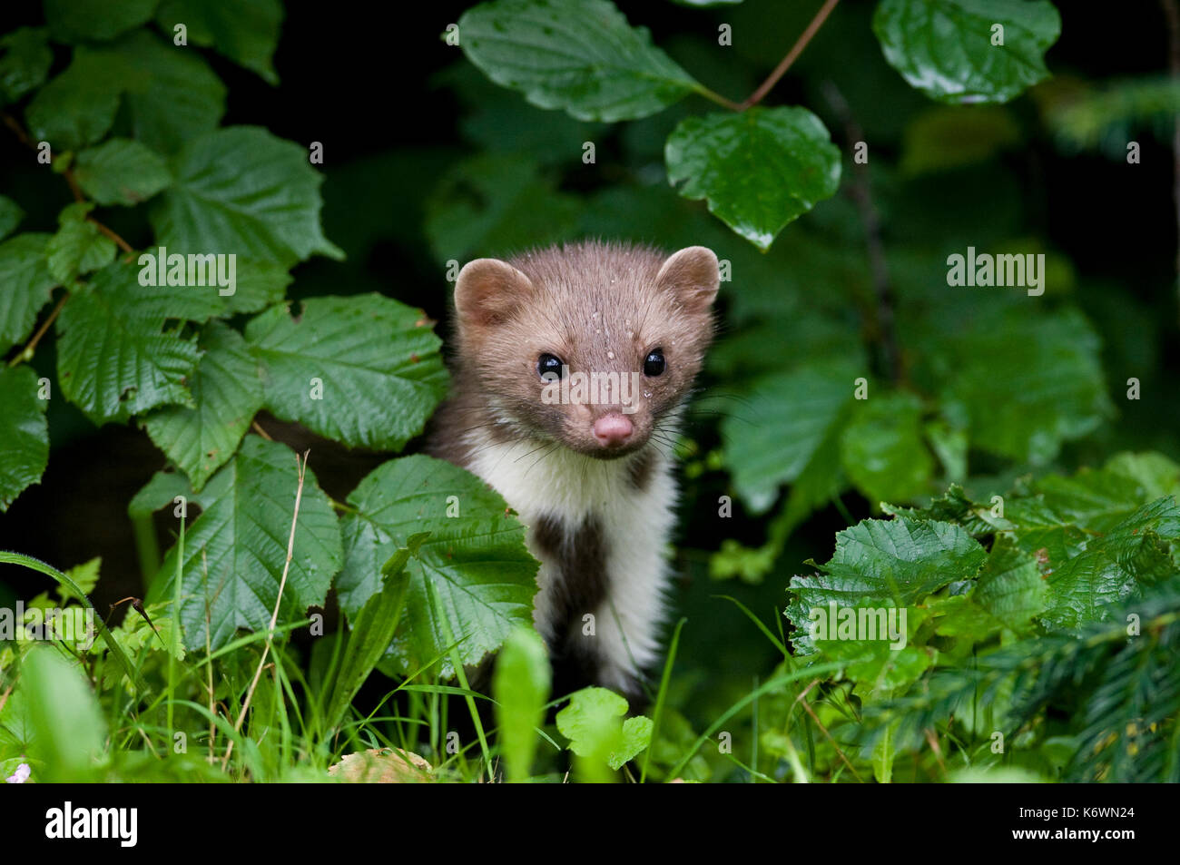Beech marten (Martes foina), standing at the edge of the forest, Austria Stock Photo