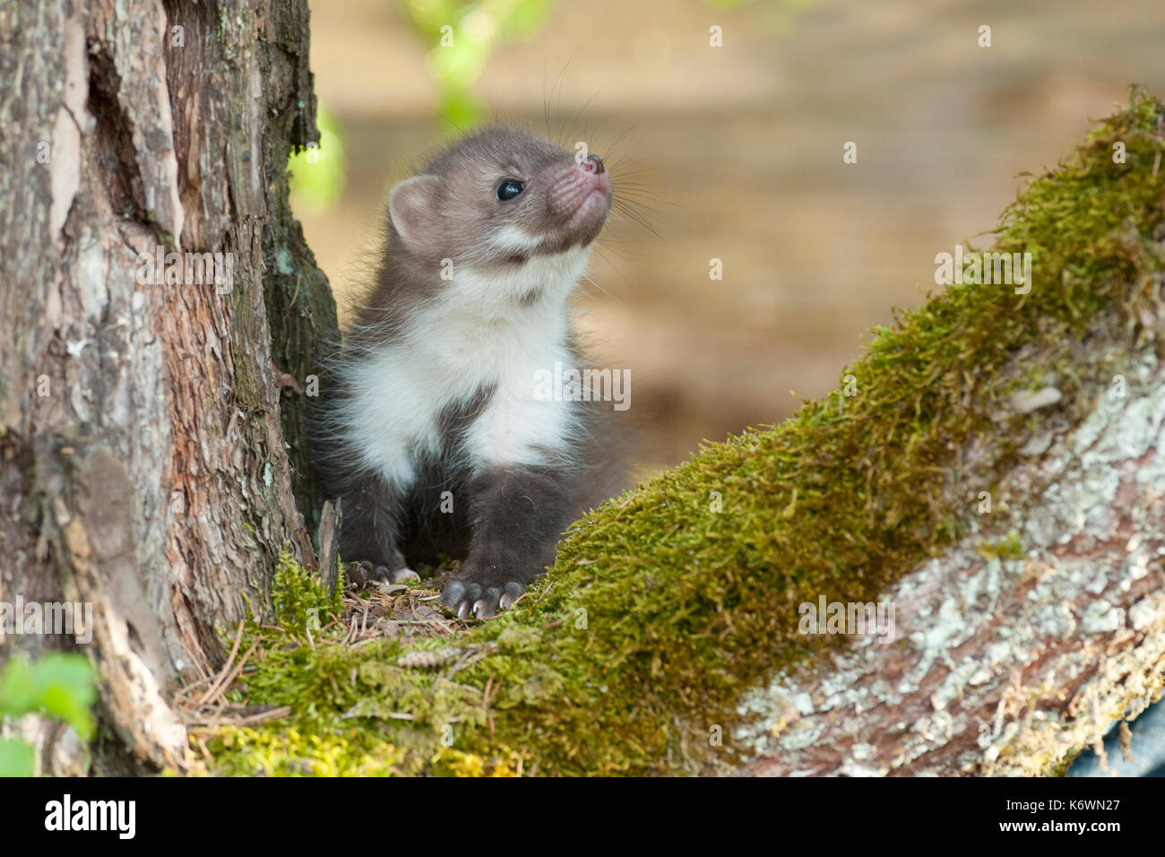Beech marten (Martes Foina), puppy sits in branch fork, covered with moss, Austria Stock Photo