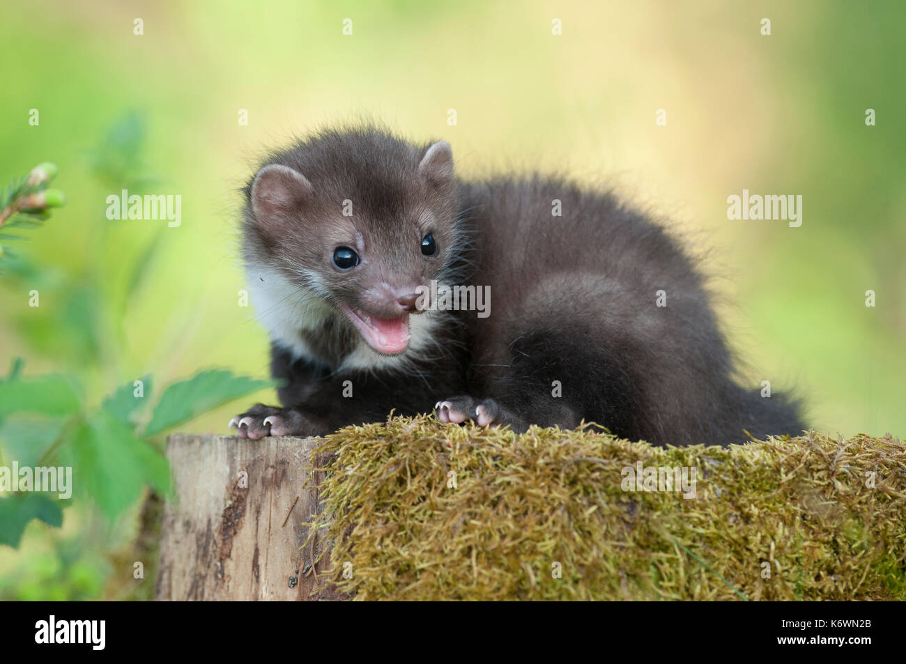 Beech marten (Martes Foina), puppy sits on a tree stump covered with moss, Austria Stock Photo