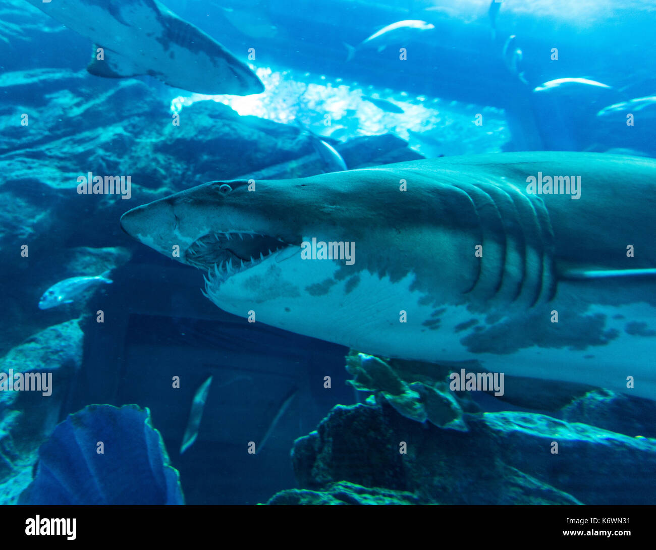 Shark in the Dubai Aquarium and Underwater Zoo, Dubai Mall, Dubai, United Arab Emirates Stock Photo