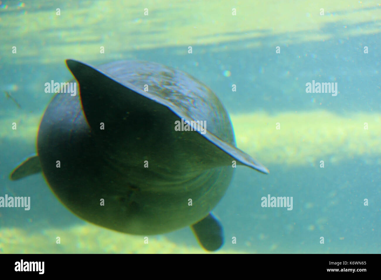 A manatee in a rehabilitation tank swimming away from the camera. Stock Photo