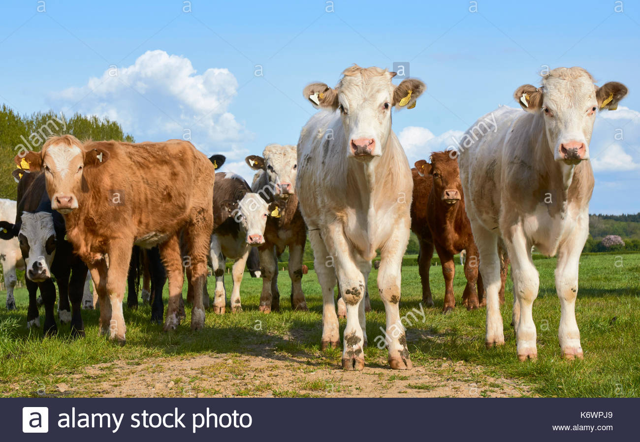 A Herd Of Mixed Breed Of Cows Closeup In A Field On A British Farm In Stock Photo Alamy
