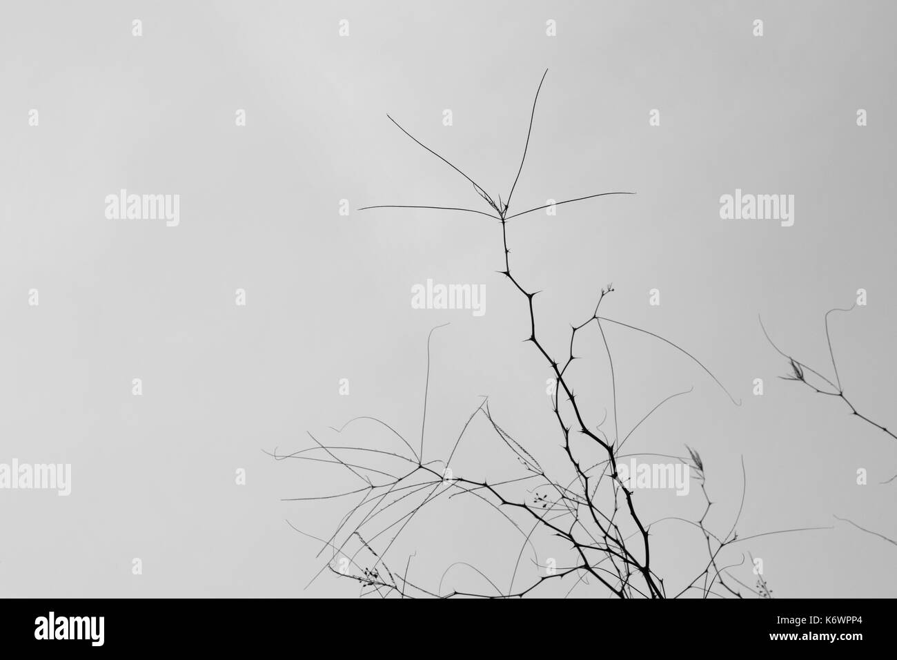 Branches with thorns and twigs against a gray winter sky. Stock Photo