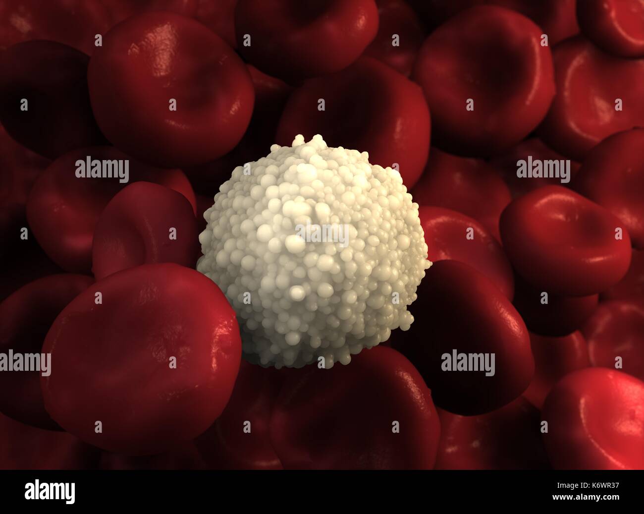 Single Granular Leukocyte isolated on with red blood cells in foreground and background. Artistic 3D rendering for medical / scientific use. Stock Photo