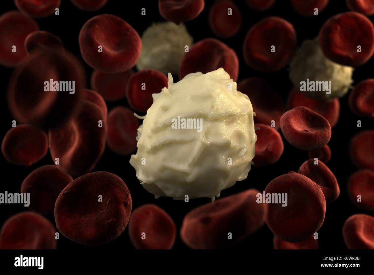 Highly detailed close-up of specialized white blood cell (basophil) flowing in blood stream against black background. Stock Photo