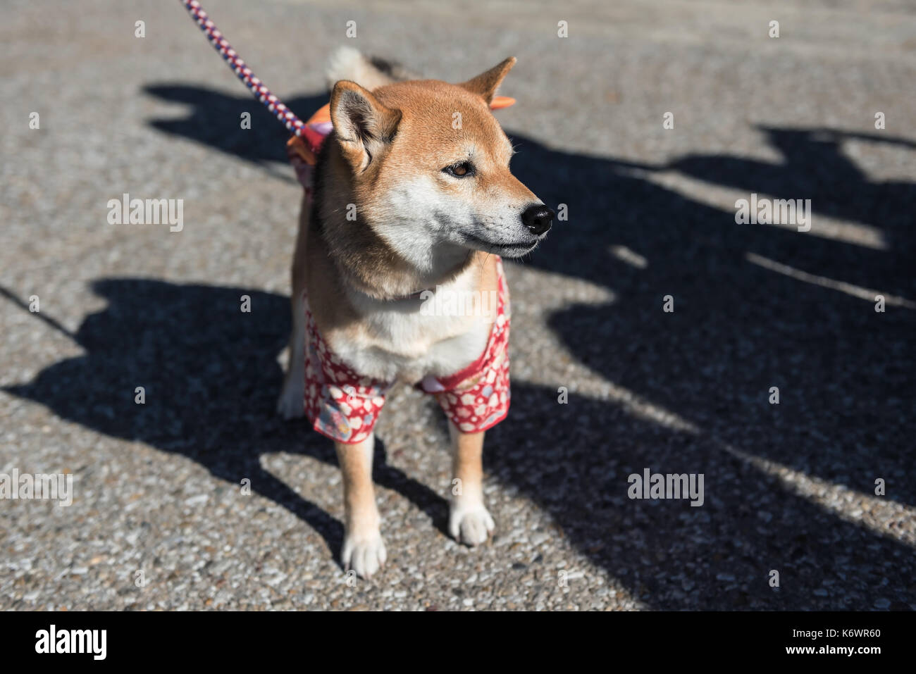 Cute young Shiba Inu or Hachi Puppy Dog with cute Traditional Japanese