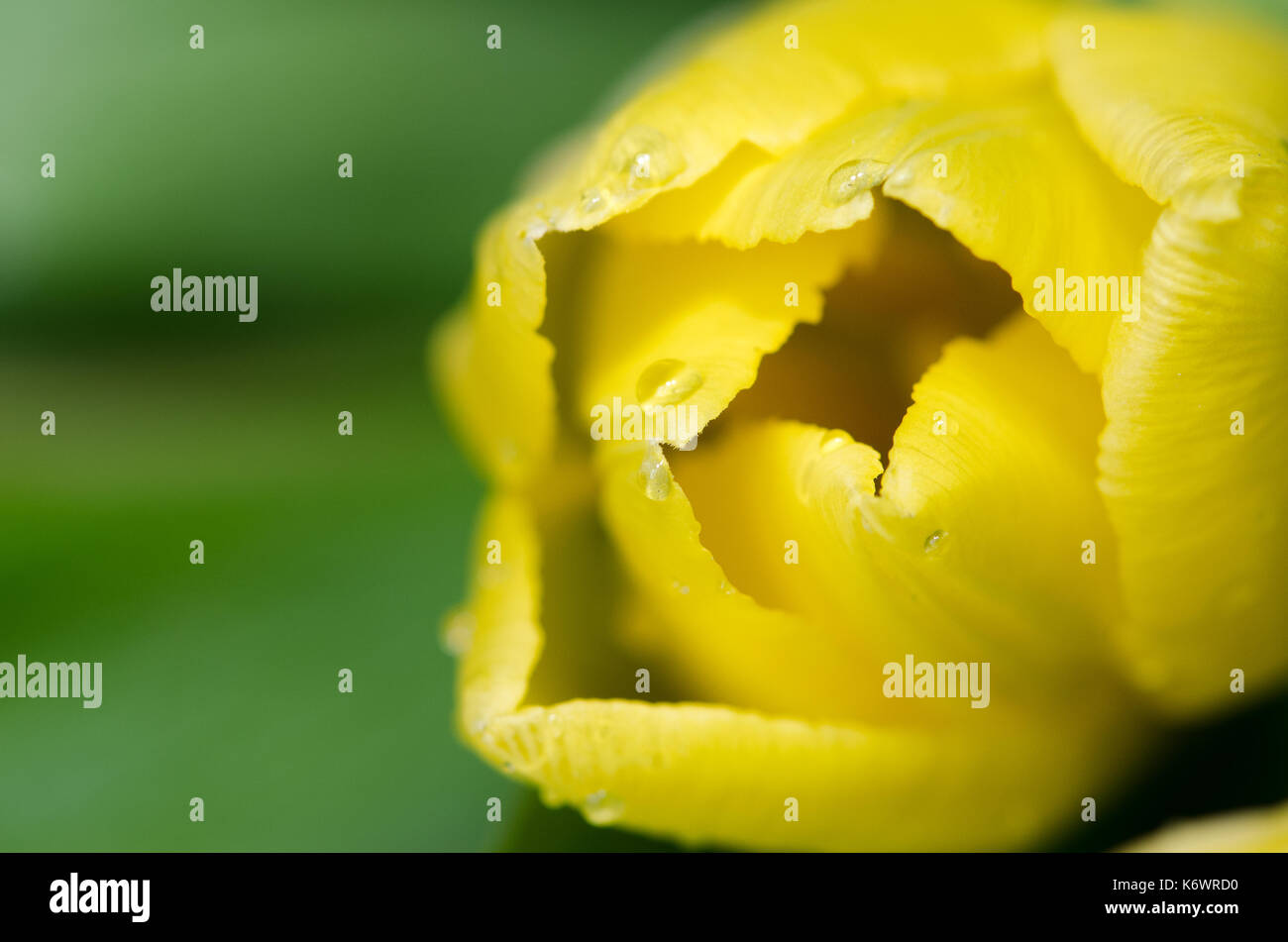 detail of yellow tulip background Stock Photo - Alamy