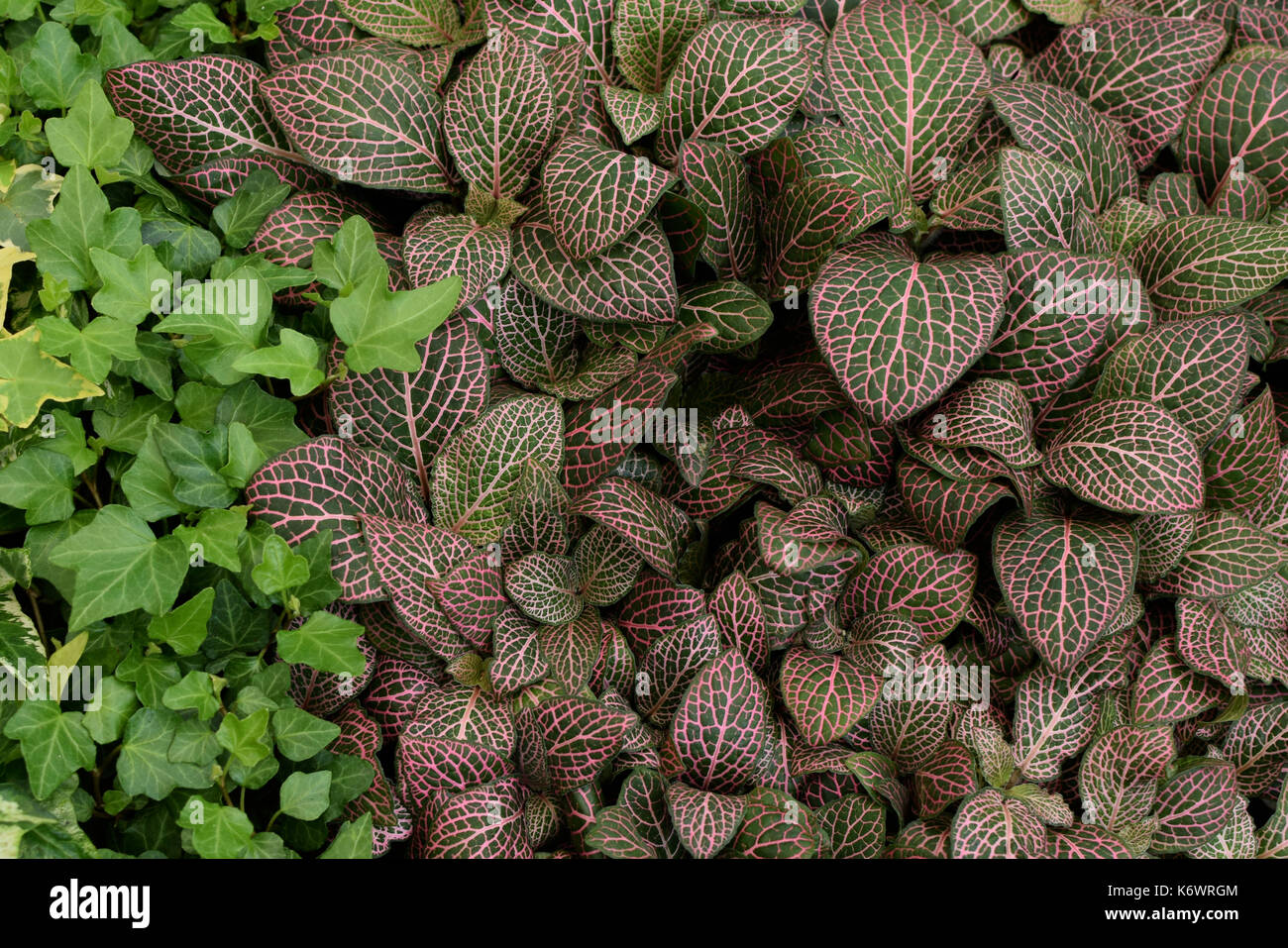 Fittonia albivenis nerve plant painted net leaf with pink veins pattern and green ivy. Groundcover foliage nature background. Stock Photo